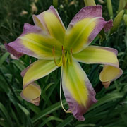 Heavenly Lavender Swirls Roll Daylily